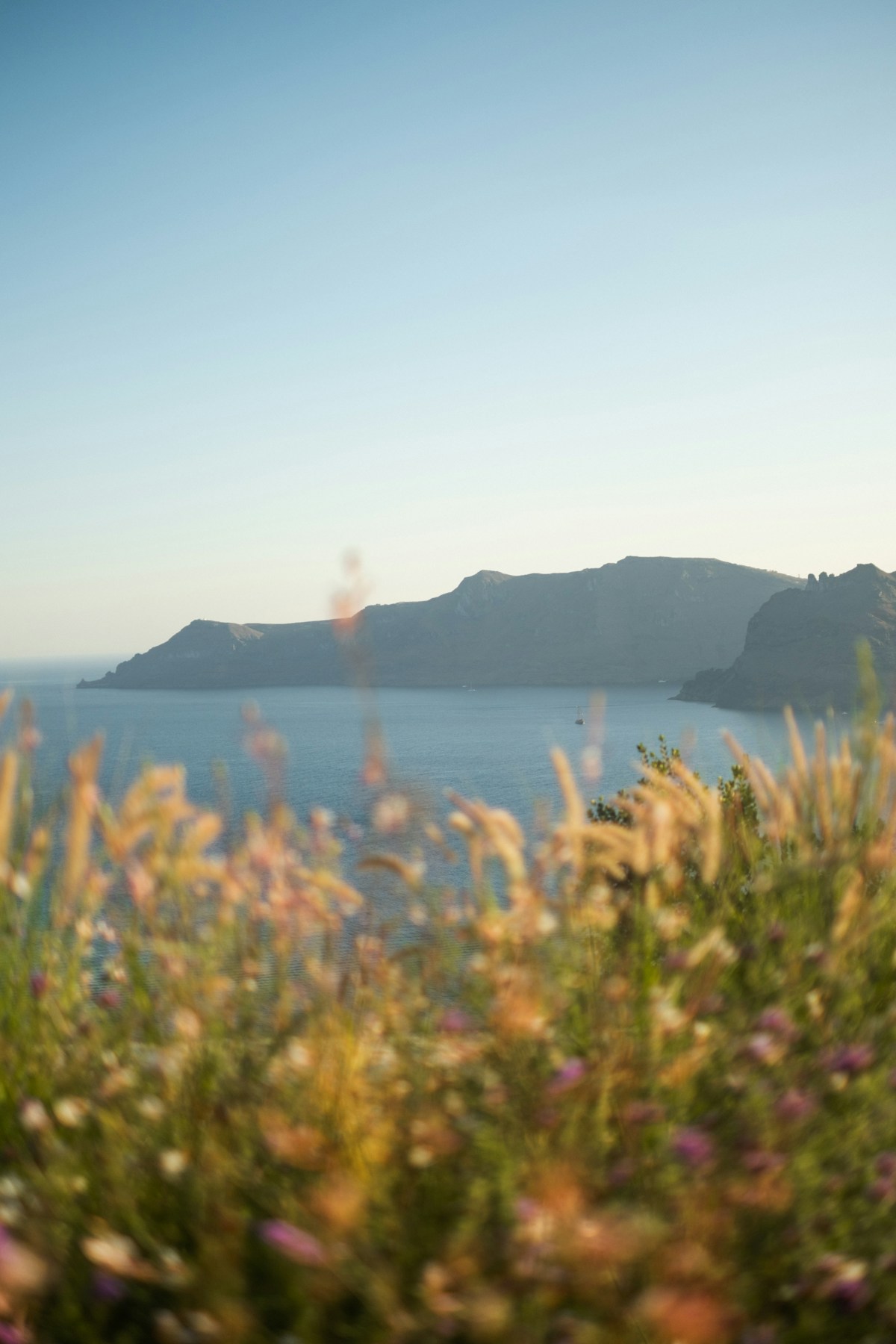 Coastal wildflowers in bloom overlooking the sea and distant mountains, Oia, Santorini, Greece