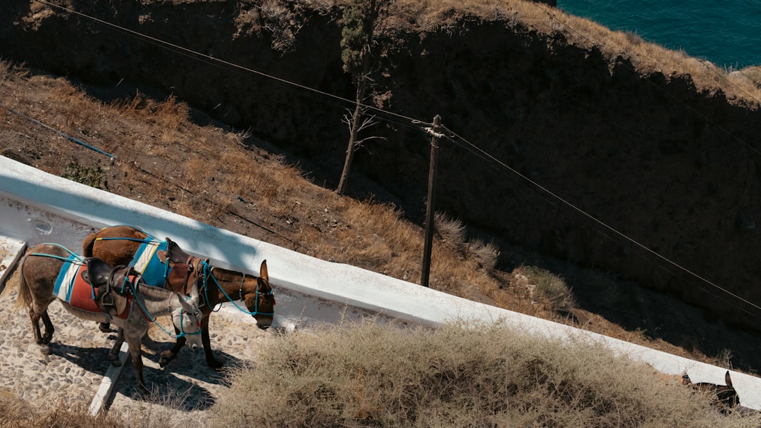 Donkeys on a paved cliff path near the sea, Fira, Santorini, Greece