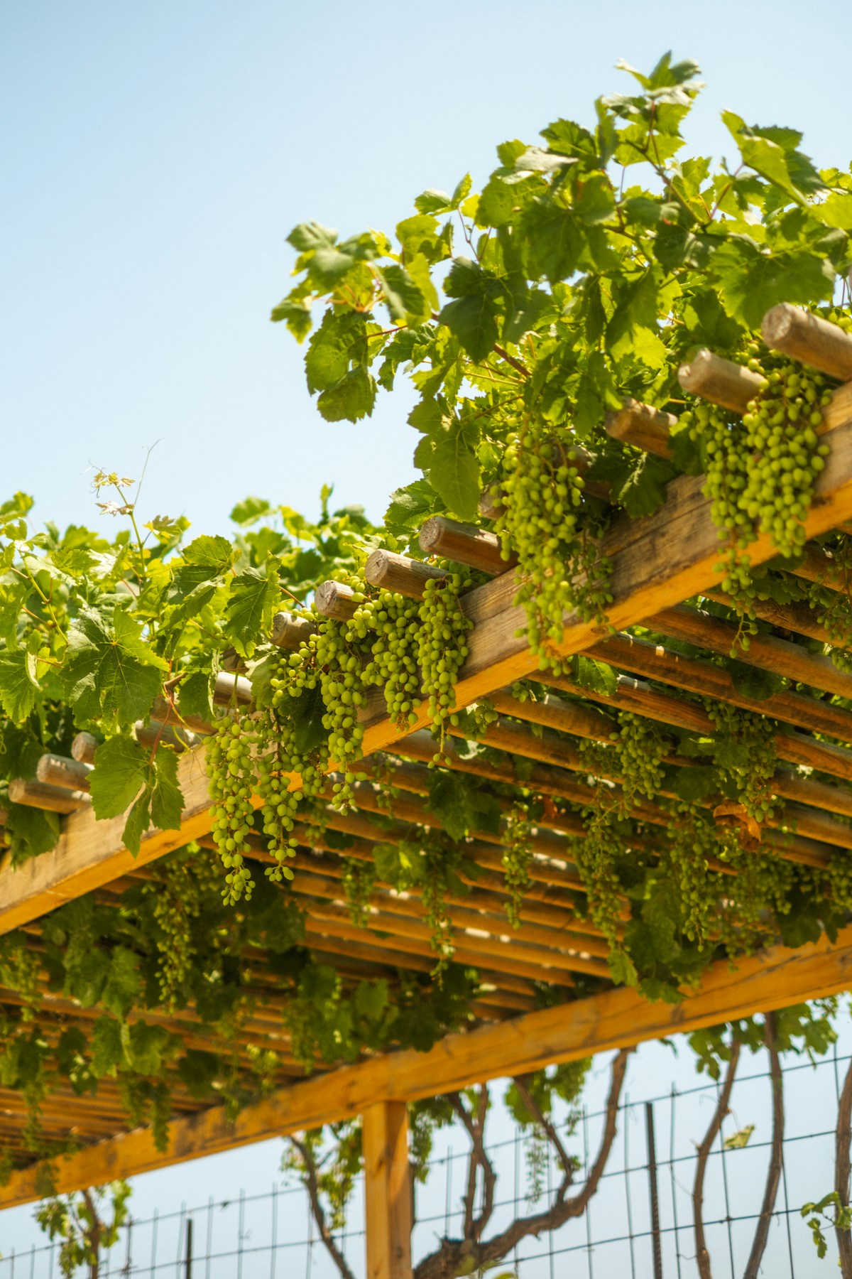 Green grapes hanging from a wooden pergola in Naoussa, Greece