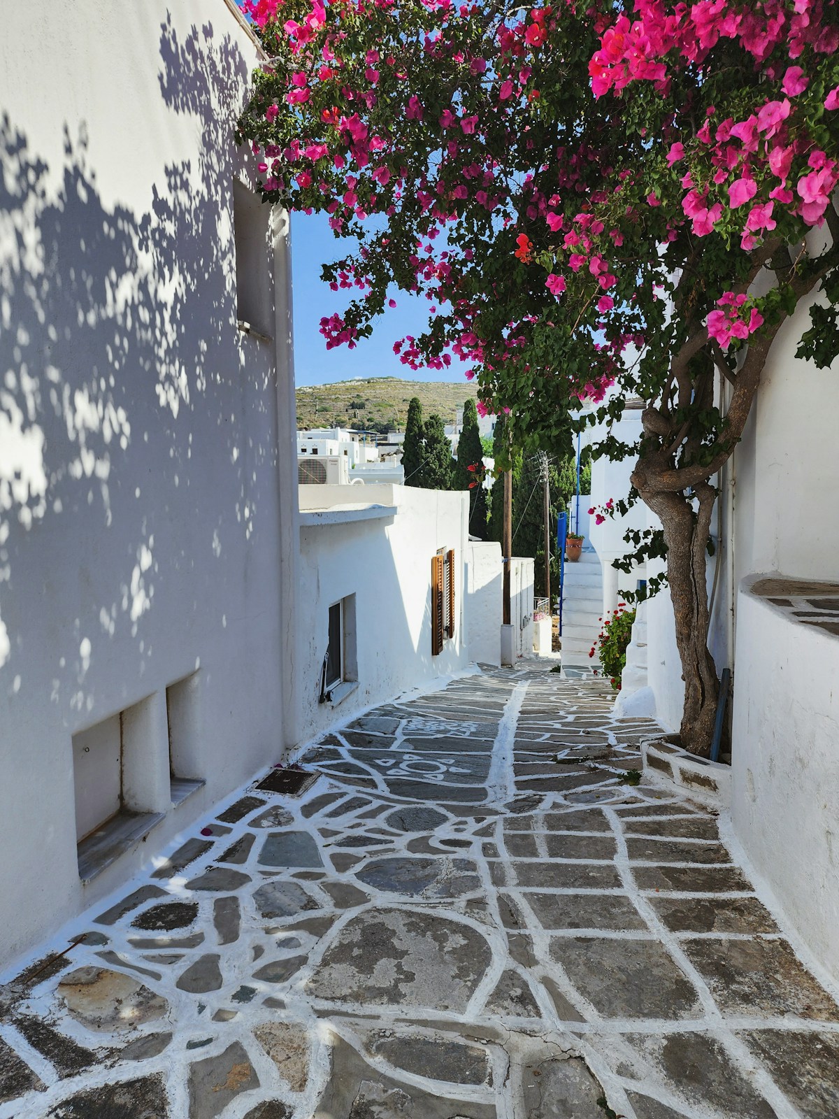 Whitewashed Cycladic alley with pink bougainvillea in Paros, Greece